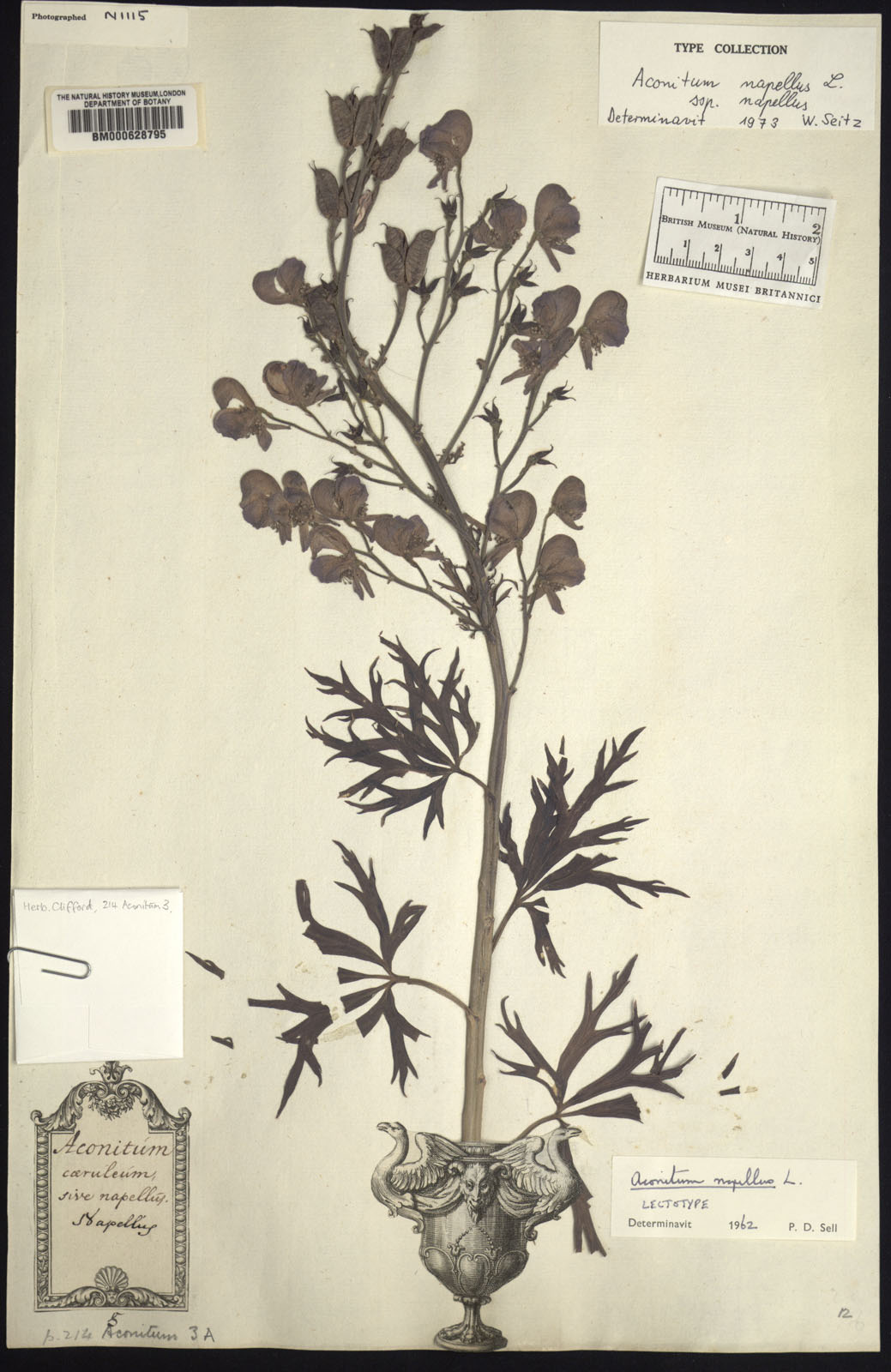 http://www.nhm.ac.uk//resources/research-curation/projects/clifford-herbarium/lgimages/BM000628795.JPG
