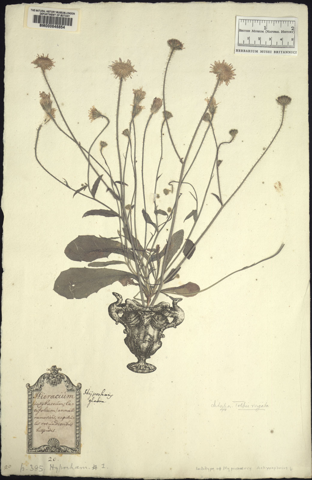 http://www.nhm.ac.uk//resources/research-curation/projects/clifford-herbarium/lgimages/BM000646854.JPG
