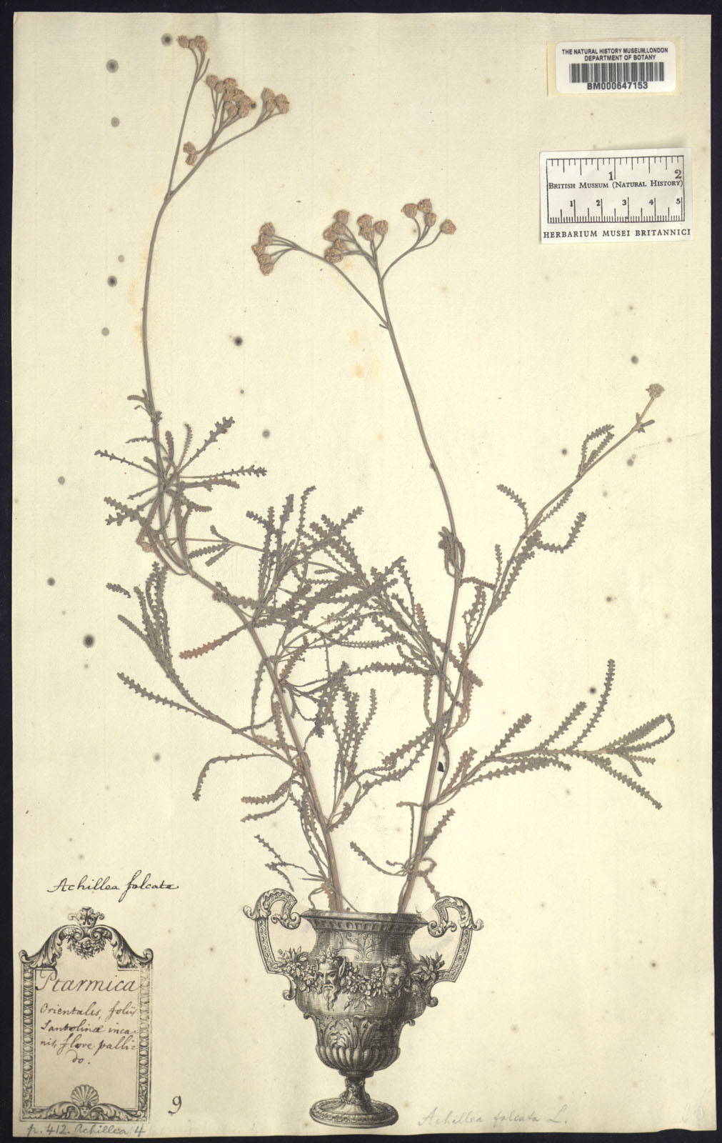 http://www.nhm.ac.uk//resources/research-curation/projects/clifford-herbarium/lgimages/BM000647153.JPG
