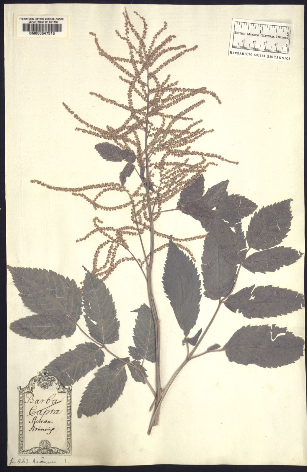 http://www.nhm.ac.uk//resources/research-curation/projects/clifford-herbarium/lgimages/BM000647516.JPG