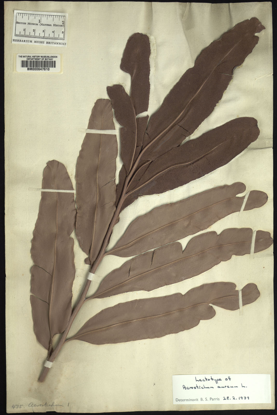 http://www.nhm.ac.uk//resources/research-curation/projects/clifford-herbarium/lgimages/BM000647610.JPG