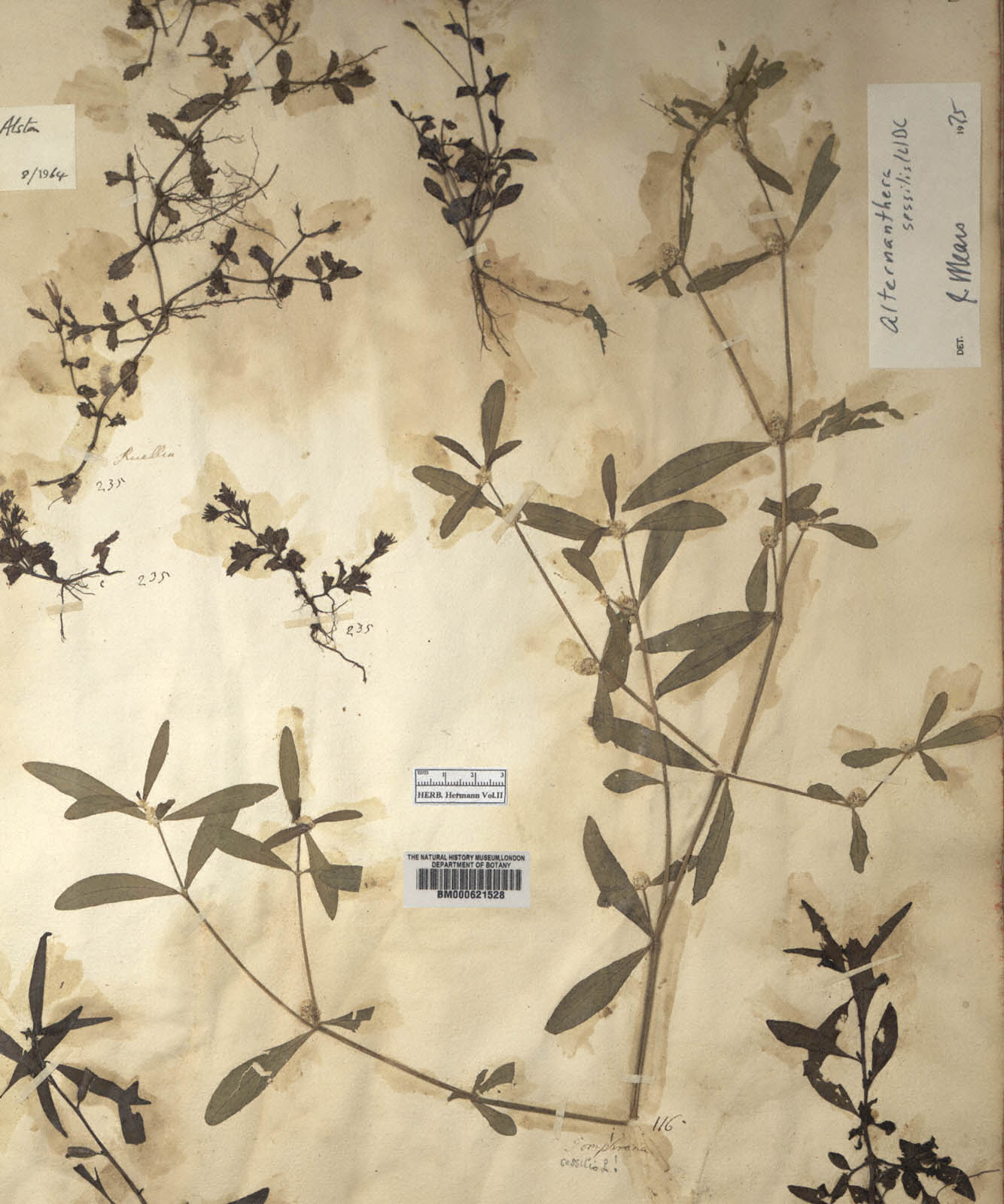 http://www.nhm.ac.uk//resources/research-curation/projects/hermann-herbarium/lgimages/BM000621528.JPG