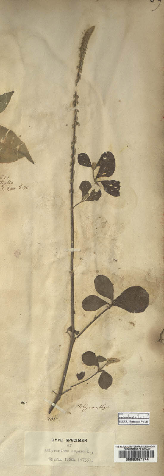 http://www.nhm.ac.uk//resources/research-curation/projects/hermann-herbarium/lgimages/BM000621744.JPG