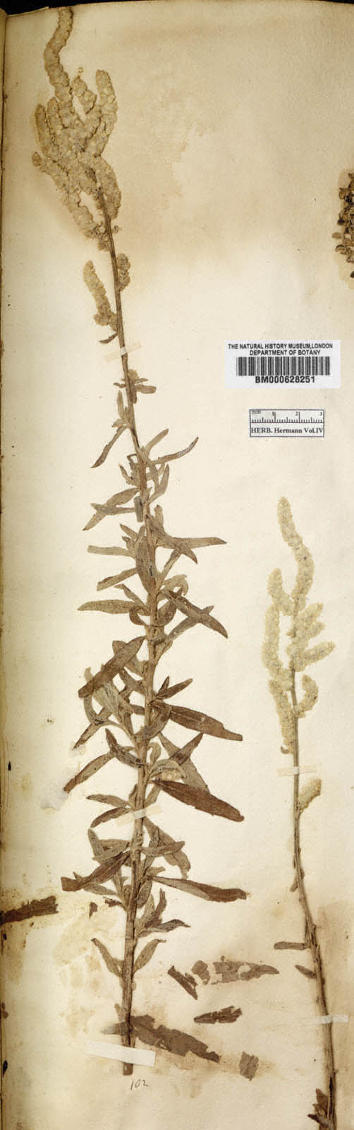 http://www.nhm.ac.uk//resources/research-curation/projects/hermann-herbarium/lgimages/BM000628251.JPG