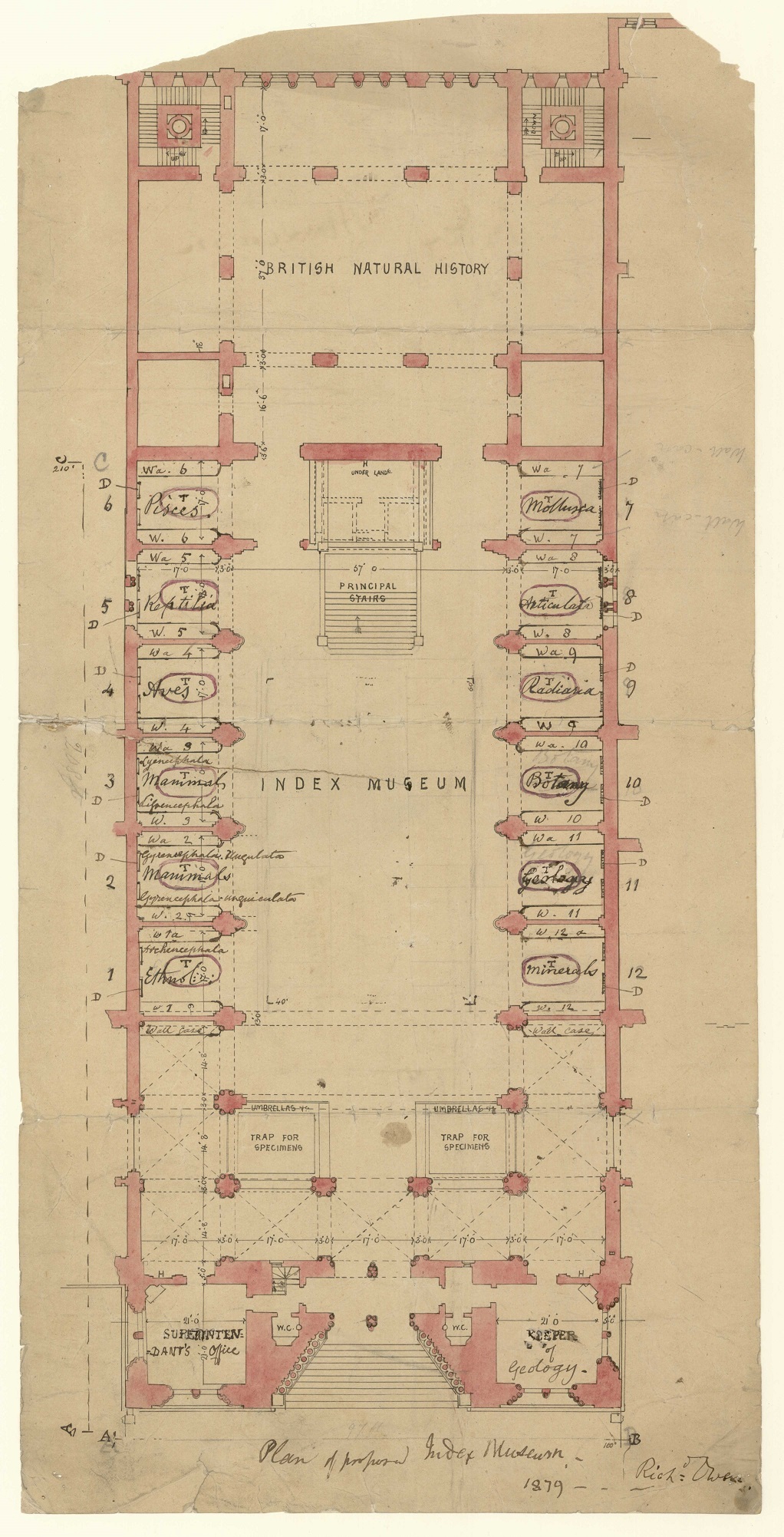 Plan of proposed Index Museum by Richard Owen