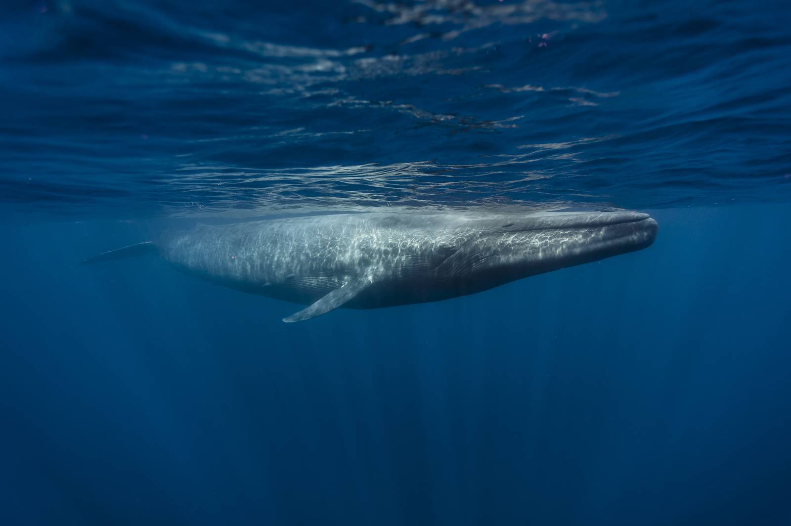 The life of the blue whale, Record breaker