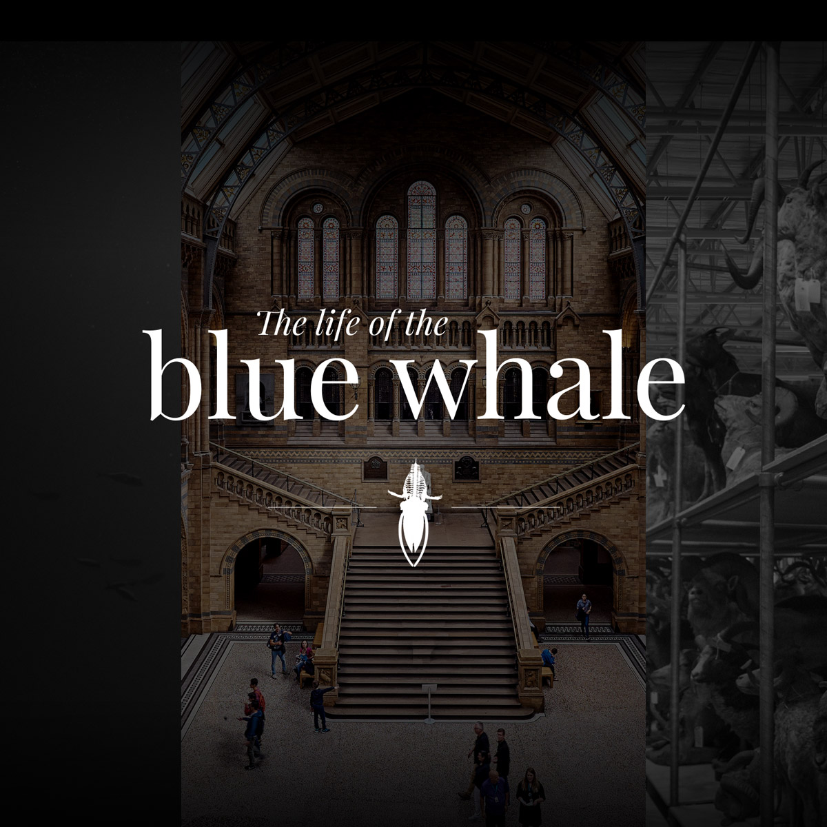 The life of the blue whale