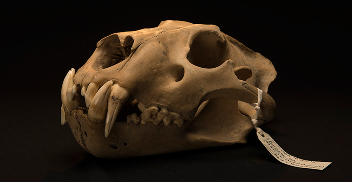 The skull of one of the Barbary lions that were housed by the Tower of London./Ph. DR