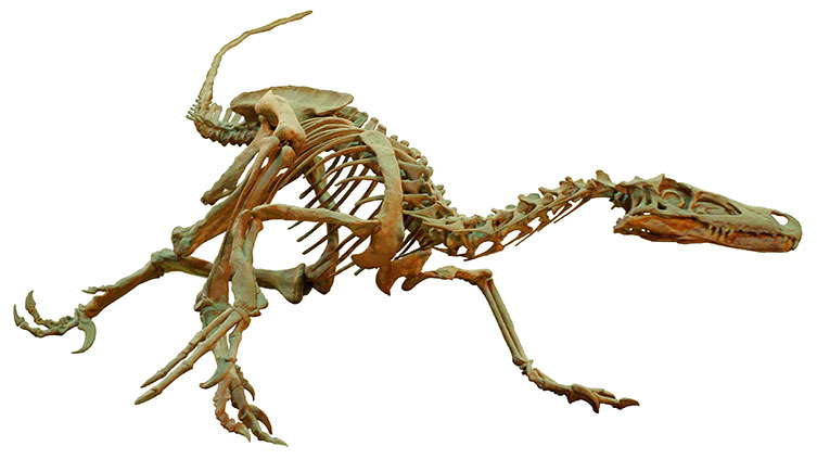 Une silhouette d'un crâne de T. rex sur un fond orange