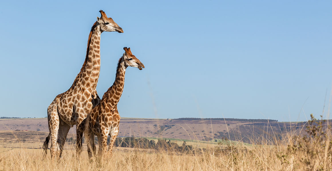 giraffes-wild-full-width.jpg