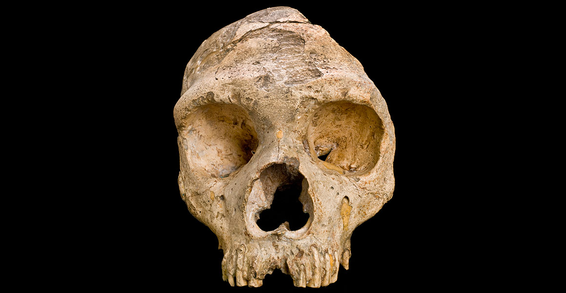 gibraltar1-neanderthal-skull-front-on-bl