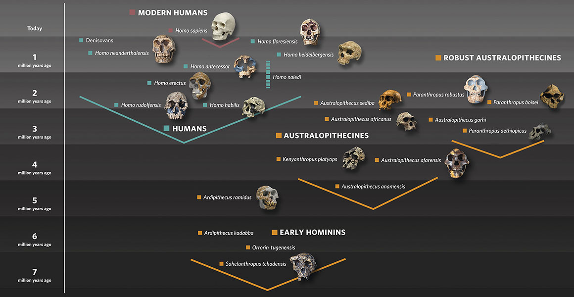 human-evolution-family-tree-with-skulls-graphic-hero.jpg (1160×600)