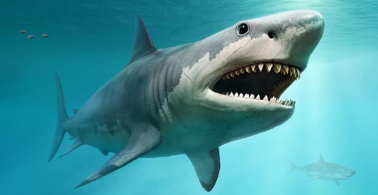 Image result for megalodon shark