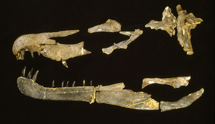 Baryonyx Skull Fragments