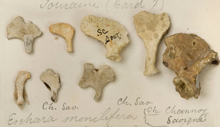 Charles Lyell fossil bryozoans collection