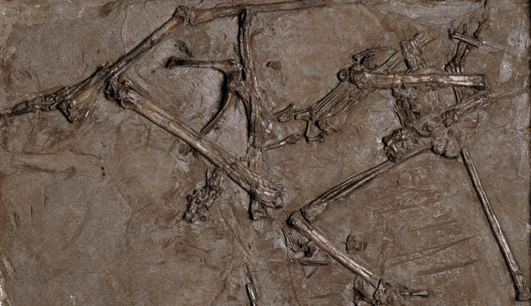 dimorphodon-holotype-fossil-two-column.jpg