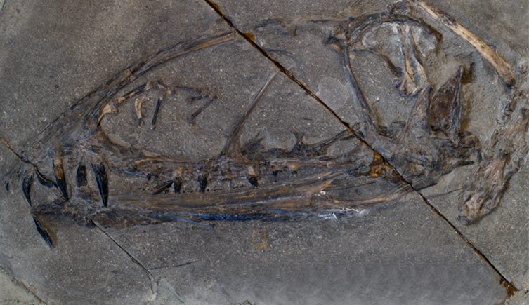 dimorphodon-skull-fossil-two-column.jpg