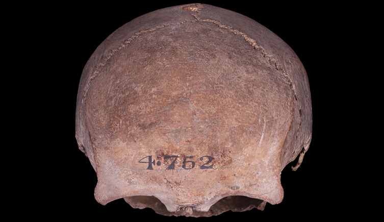 Adult, female cranium from East India Docks