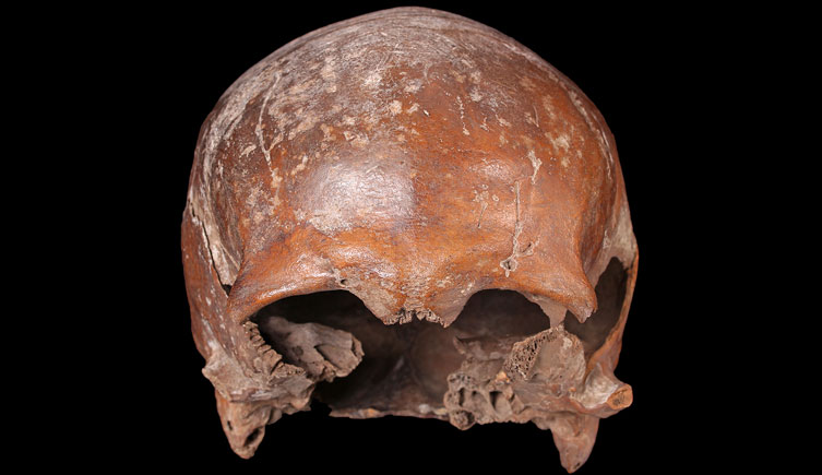 Skull of adult, male excavated at Old Ford, Bow