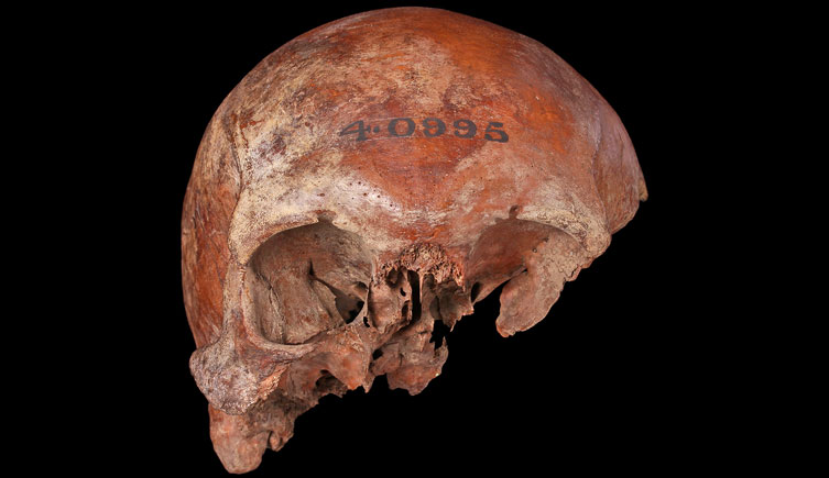 Skull of prehistoric male individual