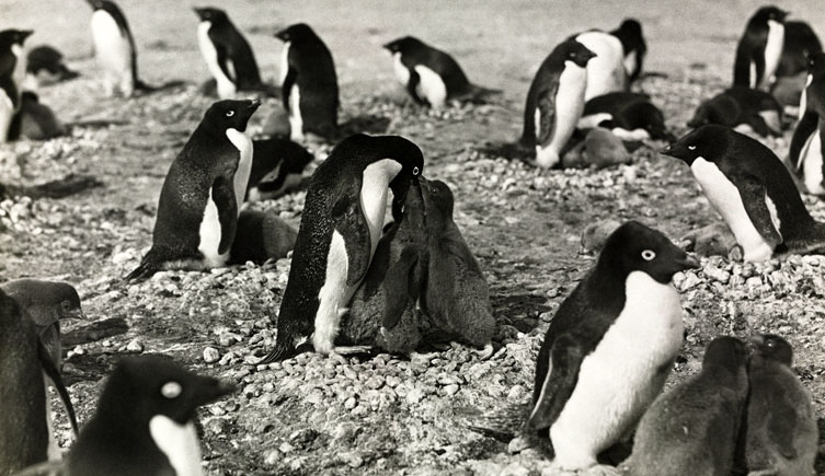 Adélie Penguins feeding their young<br>
