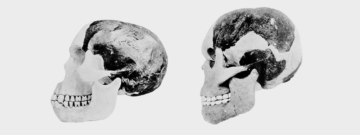 Photograph of Piltdown man’s cranium and mandible