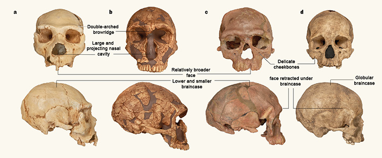Oldest Known Homo Sapiens Fossils Discovered In Morocco Natural