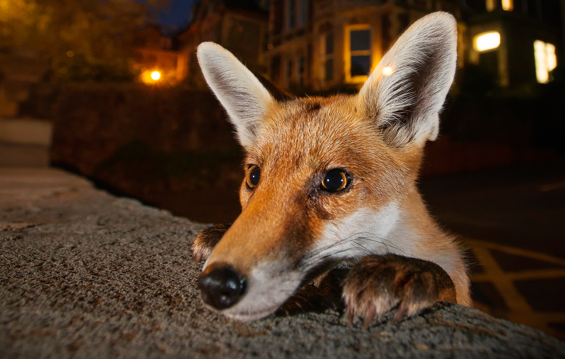 Wildlife Photographer of the Year