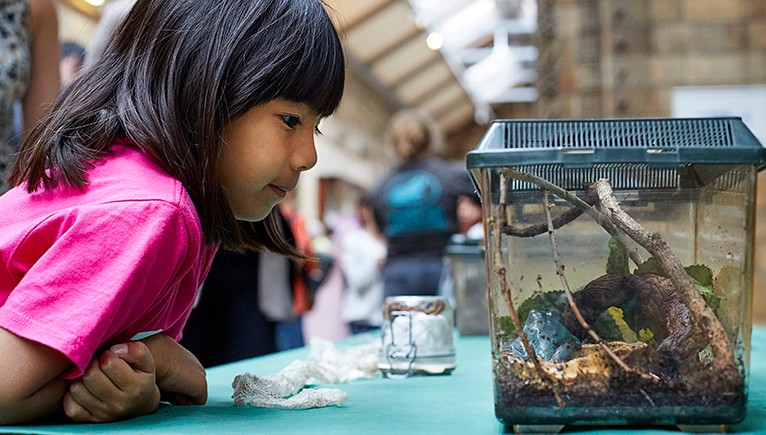 A child looks into a case containing a live animal