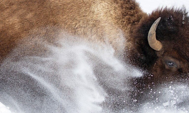 A photograph of an American Bison thrashing around in powdered snow