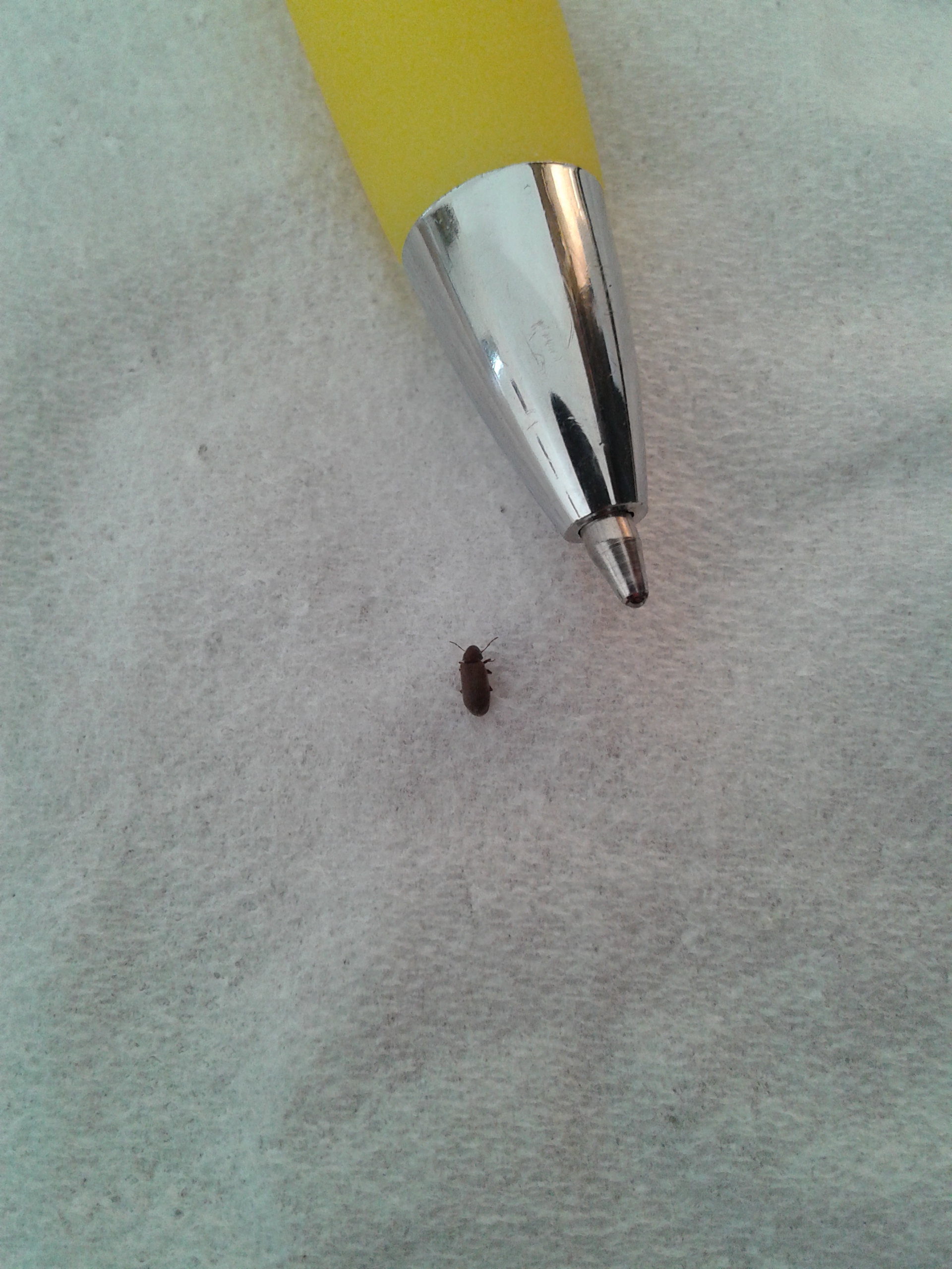 Natureplus Tiny Black Bugs Around The House