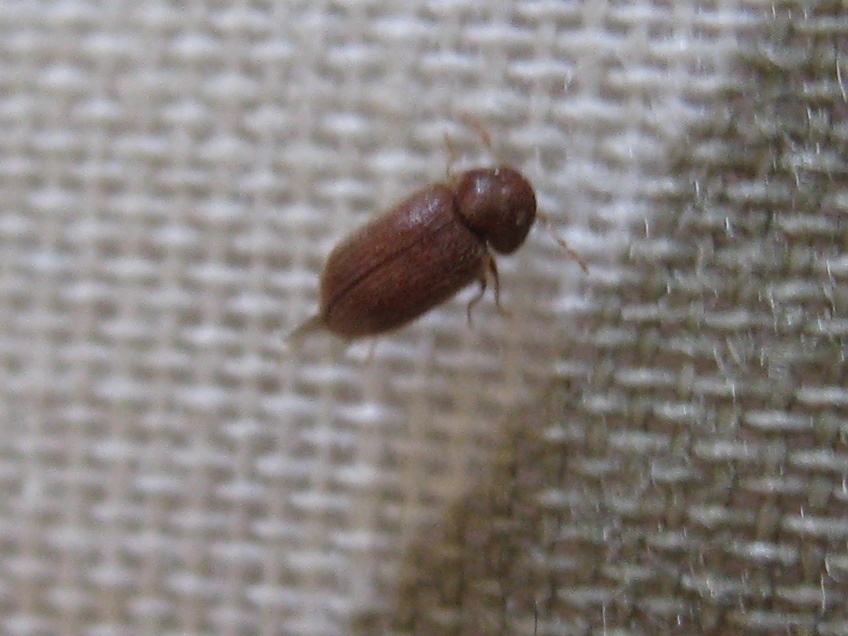 natureplus: what is this small brown beetle?