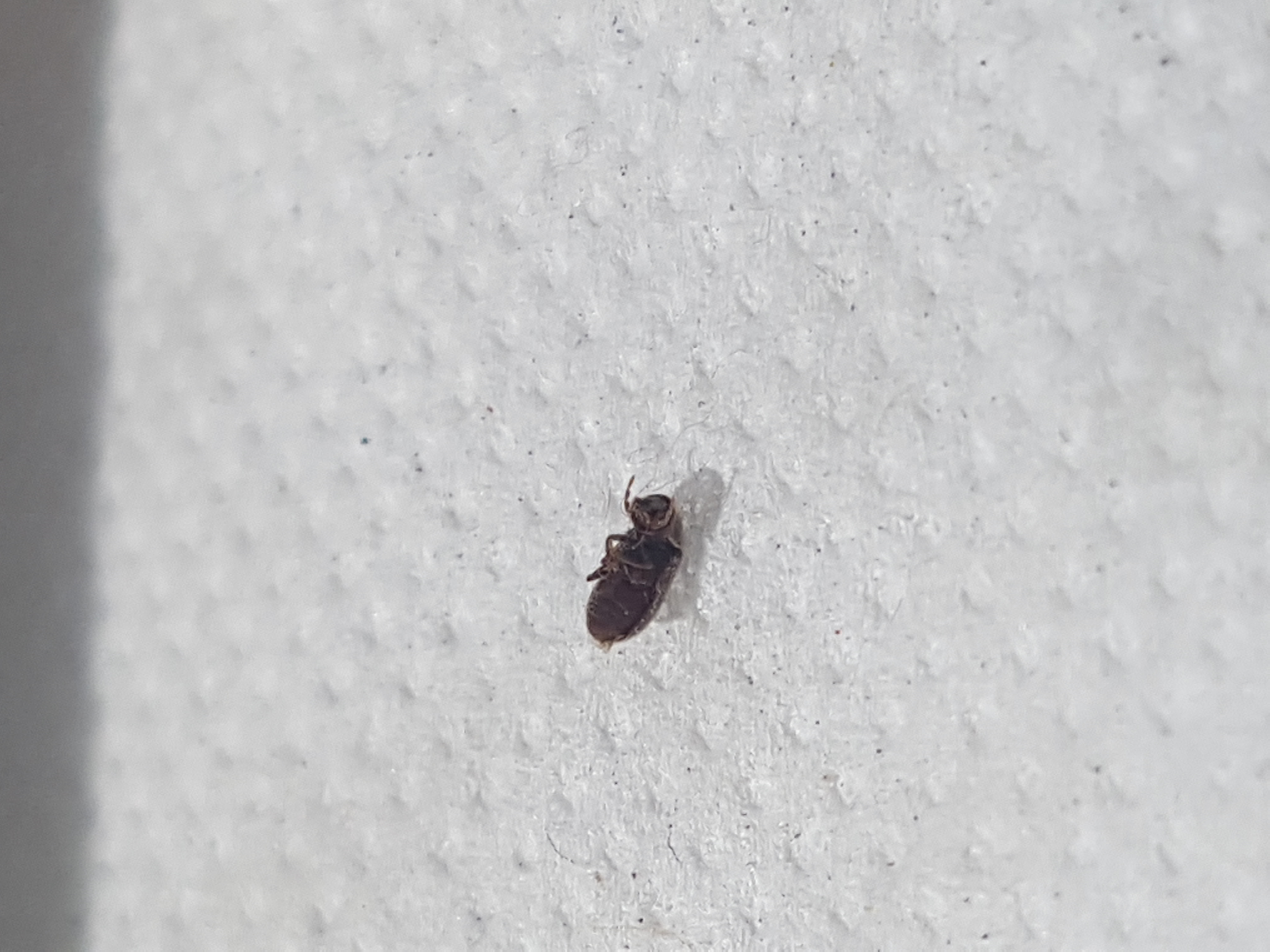 Tiny Brown Bugs On Walls And Ceiling