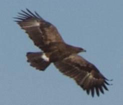 Vulture2b.jpg