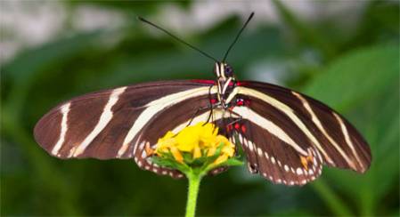 butterfly-500-2.jpg