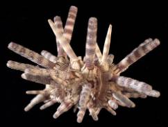 sea-urchin-490.jpg