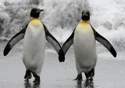 penguin-couple.jpg