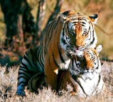 tigers-mating.jpg