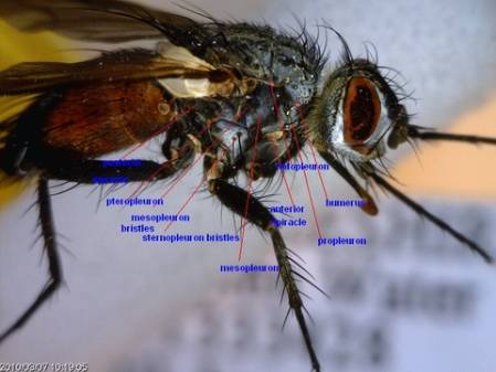 tachinidae-thorax-bristles-side-view.jpg