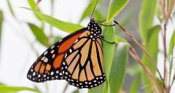 monarch-butrterfly-slide.jpg