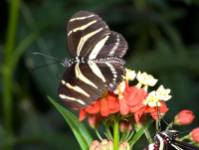 zebra-butterfly.jpg