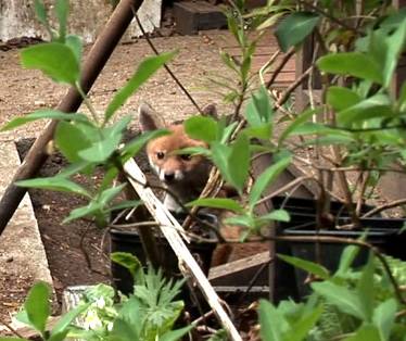 fox-cub-cropped.jpg