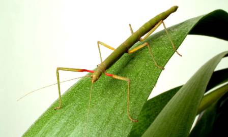 leaf-insect-1000.jpg