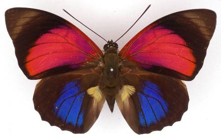 claudia-butterfly-2.jpg