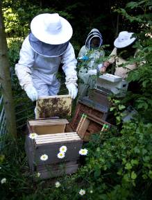 beehive-wildlife-garden-1.jpg