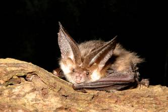 Brown-eared-bat-log.jpg