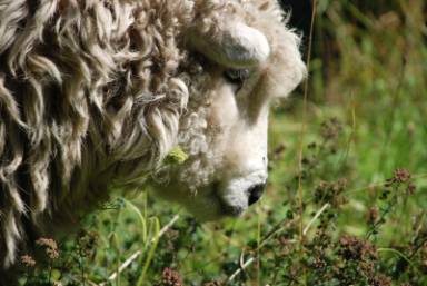 sheep-pensive-2010.jpg