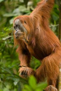 Orangutan 1 Djuna Ivereigh.jpg