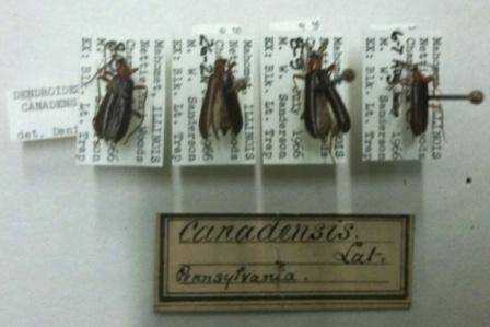 dendroides canadensis web014.jpg