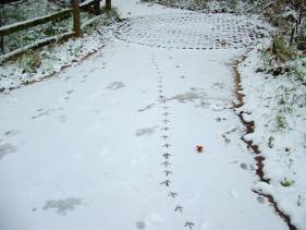 footsteps-snow-wildlife-garden.jpg